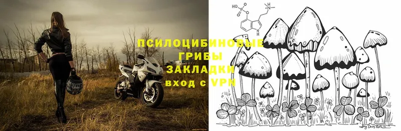 Галлюциногенные грибы Cubensis  Ноябрьск 